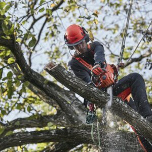Elagueuses à batterie